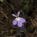 Lobelia goldmanii 2