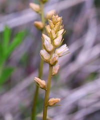 Aletris foliata