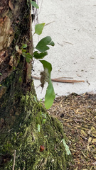 Dasychira meridionalis