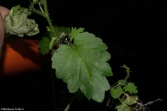 Lobelia goldmanii