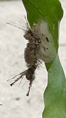 Dasychira meridionalis