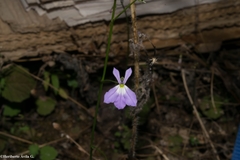 Lobelia goldmanii