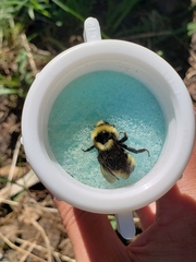 Bombus insularis