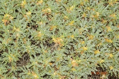 Astragalus granatensis