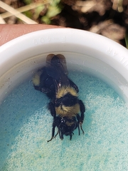 Bombus insularis