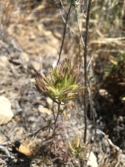 Cordylanthus rigidus rigidus