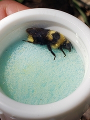 Bombus insularis
