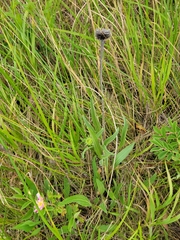 Echinacea angustifolia