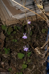 Lobelia goldmanii