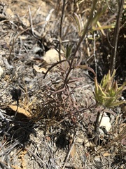 Cordylanthus rigidus rigidus