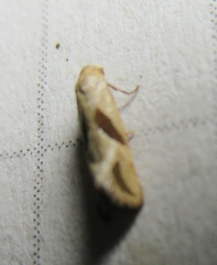 Eugnosta bimaculana