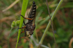 Pamponerus germanicus