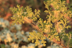 Solanum citrullifolium