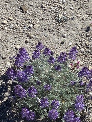Lupinus duranii