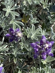 Lupinus duranii
