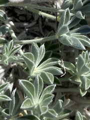 Lupinus duranii
