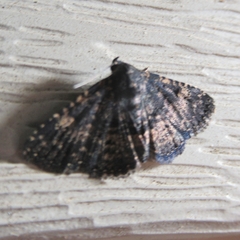 Metalectra diabolica