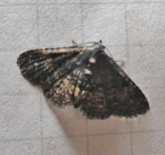 Metalectra diabolica