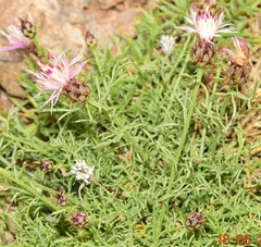 Centaurea gadorensis