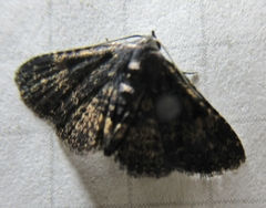 Metalectra diabolica