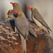 Red-billed Oxpecker - Photo (c) Nik Borrow, some rights reserved (CC BY-NC)