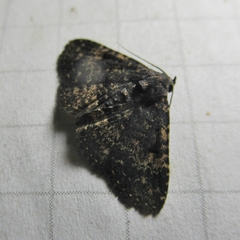 Metalectra diabolica