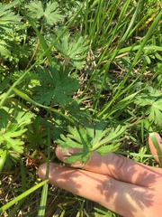Callirhoe involucrata