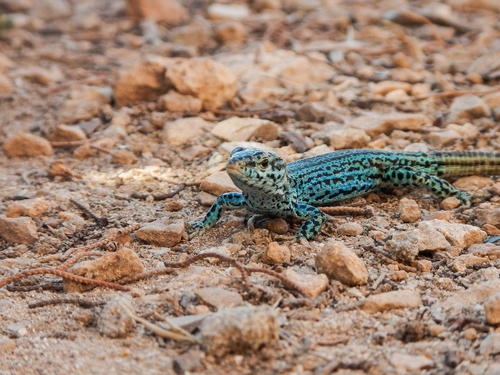 Ibiza Wall Lizard