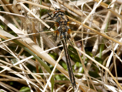 Cordulia shurtleffii