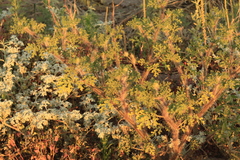 Solanum citrullifolium