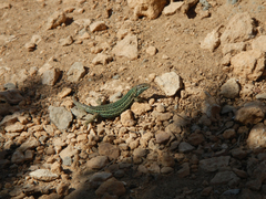 Podarcis pityusensis