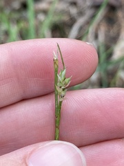 Carex hirtifolia