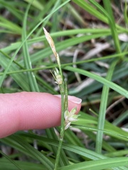 Carex hirtifolia