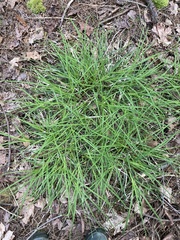 Carex hirtifolia