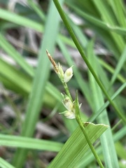 Carex hirtifolia