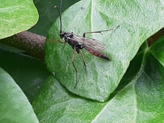 Ichneumonidae
