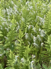 Trichophorum alpinum