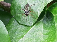 Ichneumonidae