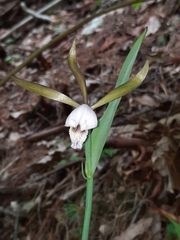 Cleistesiopsis bifaria