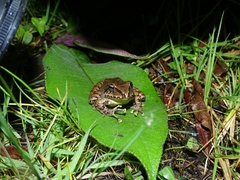 Pristimantis actites