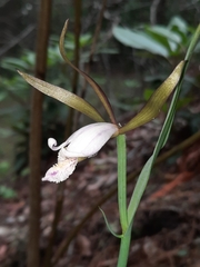 Cleistesiopsis bifaria