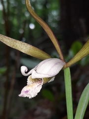 Cleistesiopsis bifaria