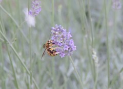 Anthidium florentinum