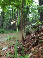 Cleistesiopsis bifaria