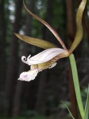 Cleistesiopsis bifaria