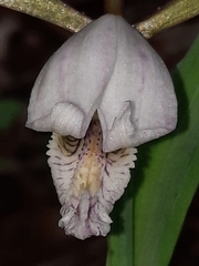 Cleistesiopsis bifaria