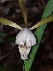 Cleistesiopsis bifaria