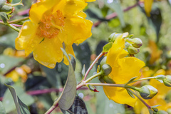 Hypericum × hidcoteense