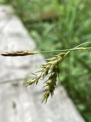 Carex castanea