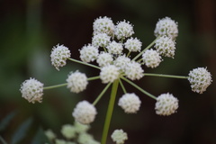 Cicuta virosa